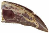 Colorful Raptor Tooth - Real Dinosaur Tooth #261076-1